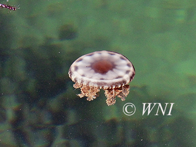 Cassiopea xamachana (Mangrove Upsidedown Jellyfish, Scyphozoa)
